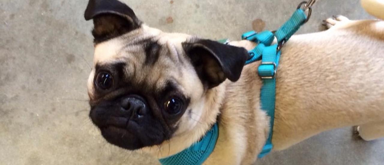 Pugs in store shelters near me