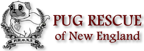 Pug Rescue Of New England