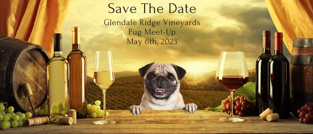 Glendale Vineyards Pug Meet Up