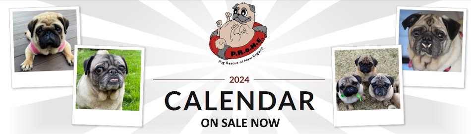 2024 Pug Rescue of New England calendar