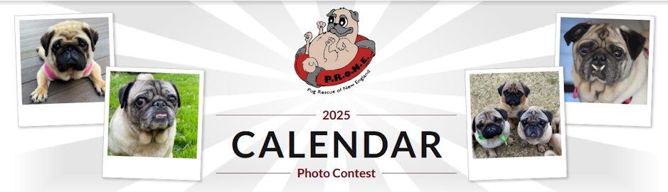 Pug Rescue of New England 2025 Calendar Contest 