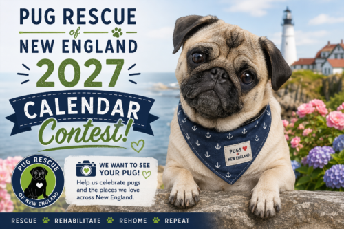 2027 Calendar Contest